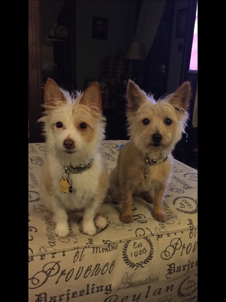Entry image for Katie and Callie. Clicking this image will show a larger photo