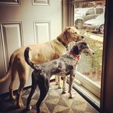 Entry image for Charlie (& Riley)