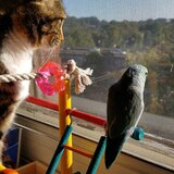 Entry image for Nugget the parrotlet 