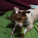 Entry image for Daisy