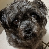Entry image for Lola