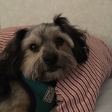 Entry image for Oliver
