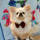 Entry image for Yoda