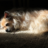 Entry image for Tisha