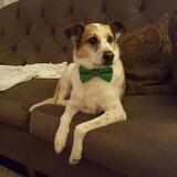 Entry image for Buster