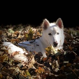 Entry image for Nova 