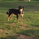 Entry image for Beau 