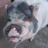 Entry image for Hammy