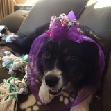 Entry image for Snickers