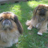 Entry image for Duncan and Caesar