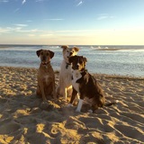 Entry image for Maverick, Sawyer & Jack