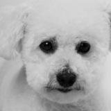 Entry image for Teddy
