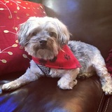 Entry image for Peluche