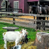 Entry image for William F. Buckling (fka "Casper the friendly goat") and Fuzzy