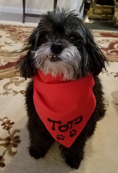 Entry image for Toto. Clicking this image will show a larger photo