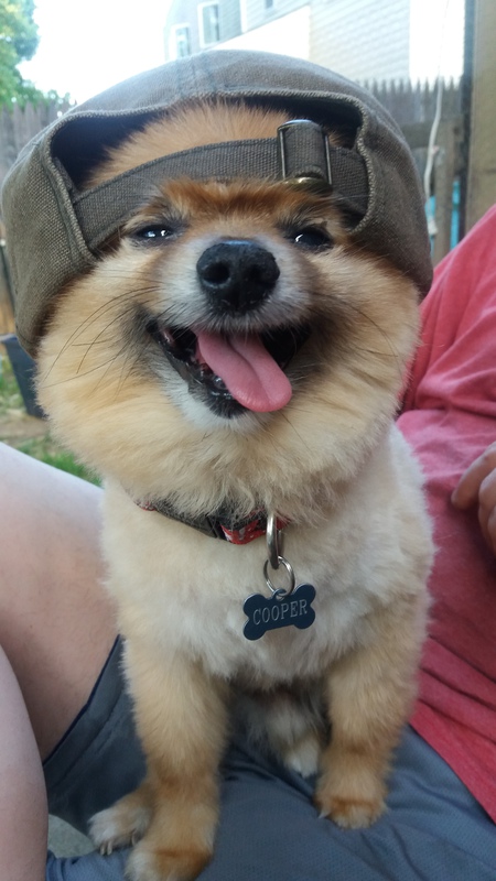 Entry image for Cooper. Clicking this image will show a larger photo