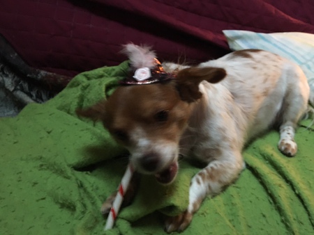 Entry image for Daisy. Clicking this image will show a larger photo