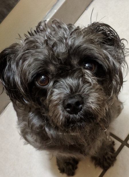 Entry image for Lola. Clicking this image will show a larger photo
