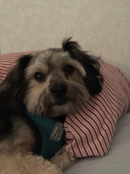 Entry image for Oliver. Clicking this image will show a larger photo