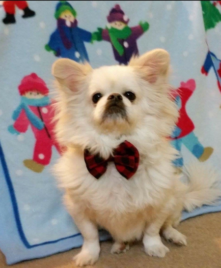 Entry image for Yoda. Clicking this image will show a larger photo