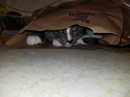 Entry image for Romeo. Clicking this image will show a larger photo