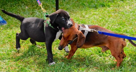 Entry image for Jinx & Kingston. Clicking this image will show a larger photo