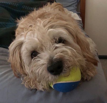 Entry image for Tyson. Clicking this image will show a larger photo