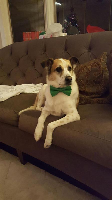 Entry image for Buster. Clicking this image will show a larger photo