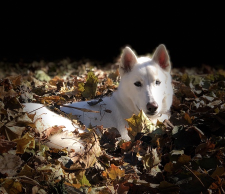 Entry image for Nova . Clicking this image will show a larger photo