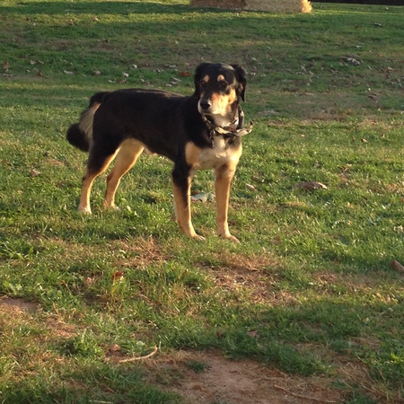 Entry image for Beau . Clicking this image will show a larger photo