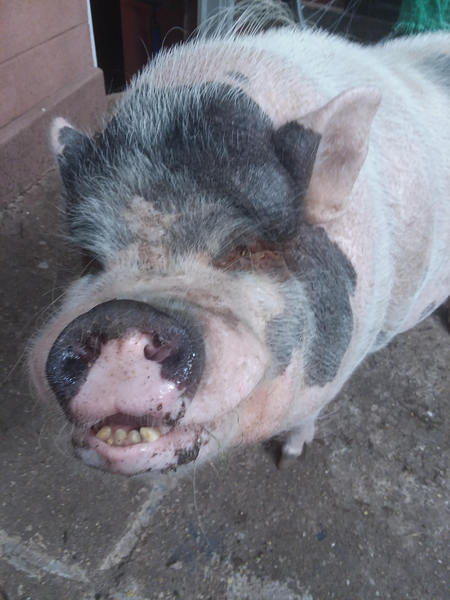 Entry image for Hammy. Clicking this image will show a larger photo