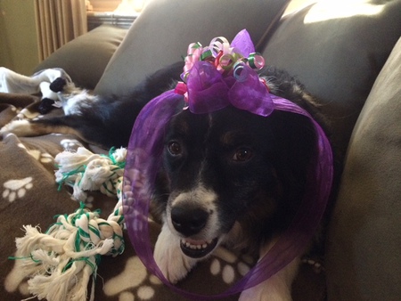 Entry image for Snickers. Clicking this image will show a larger photo
