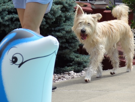 Entry image for Sadie aka Harriet. Clicking this image will show a larger photo