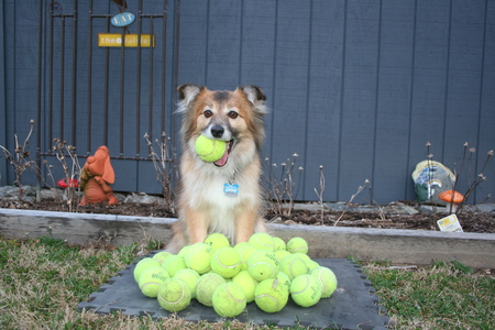 Entry image for Scooby. Clicking this image will show a larger photo