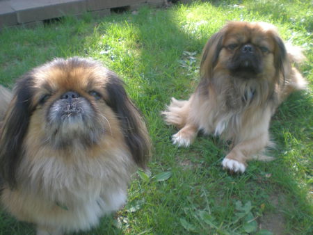 Entry image for Duncan and Caesar. Clicking this image will show a larger photo
