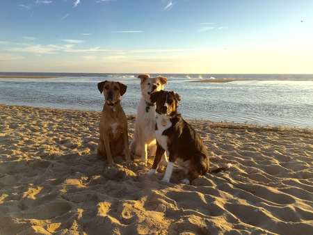 Entry image for Maverick, Sawyer & Jack. Clicking this image will show a larger photo