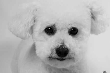 Entry image for Teddy. Clicking this image will show a larger photo
