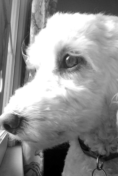 Entry image for Sasha. Clicking this image will show a larger photo