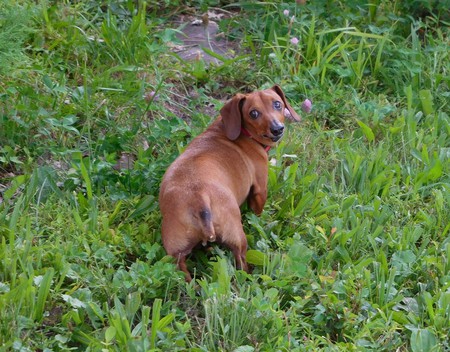 Entry image for Otis. Clicking this image will show a larger photo