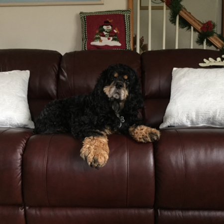 Entry image for Jax. Clicking this image will show a larger photo