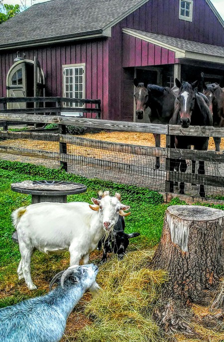 Entry image for William F. Buckling (fka "Casper the friendly goat") and Fuzzy. Clicking this image will show a larger photo