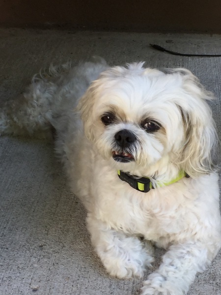 Entry image for Lucy. Clicking this image will show a larger photo