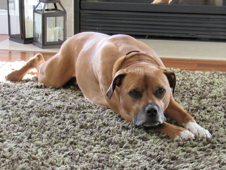 Entry image for Finnegan. Clicking this image will show a larger photo