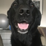 Entry image for Daisy