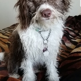 Entry image for MAYA 