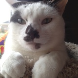 Entry image for Sunna