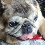 Entry image for Buster