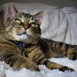 Entry image for Rowan