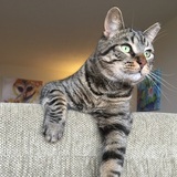 Entry image for Lucas