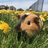 Entry image for Marbles